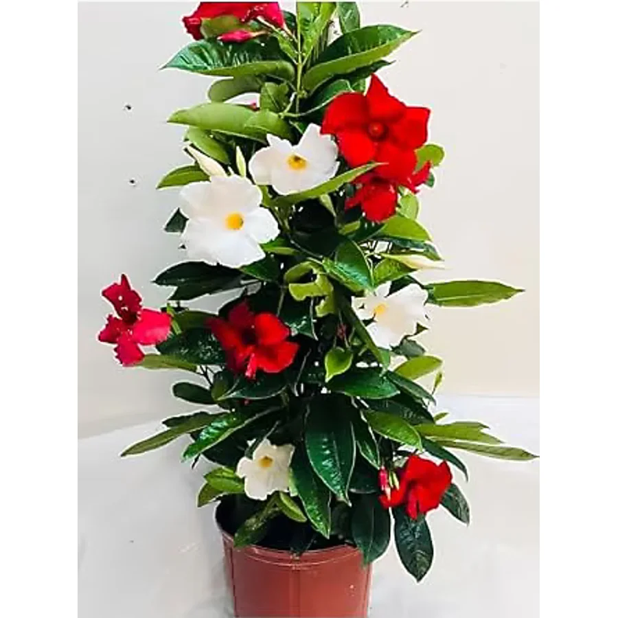Bitkim Sende Mandevilla Mix 30-60 cm Karışık Renkli (Pembe, Kırmızı, Beyaz) Saksılı Çiçekli Sarmaşık