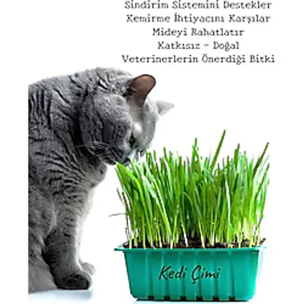 Bitkim Sende Saksıda Yetişmiş Canlı Filizli Kedi Otu - Kedi Çimi 15-20 cm