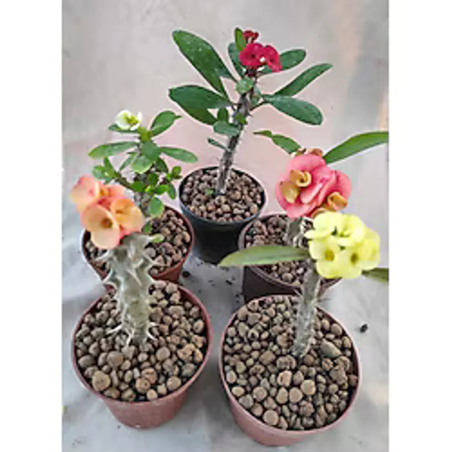 Bitkim Sende Videolu Milli Dikenler Tacı (15-25 Cm ) 5 Farklı Renk Saksılı Kaktüs Euphorbia