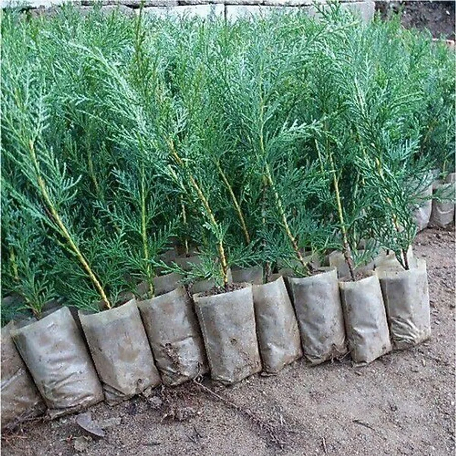 Bitkim Sende Videolu Mis Kokulu 35 Adet Leylandi Çamı Fidesi 15-35cm Saksılı tüplü (LEYLAND CYPRESS SAPLİNG)
