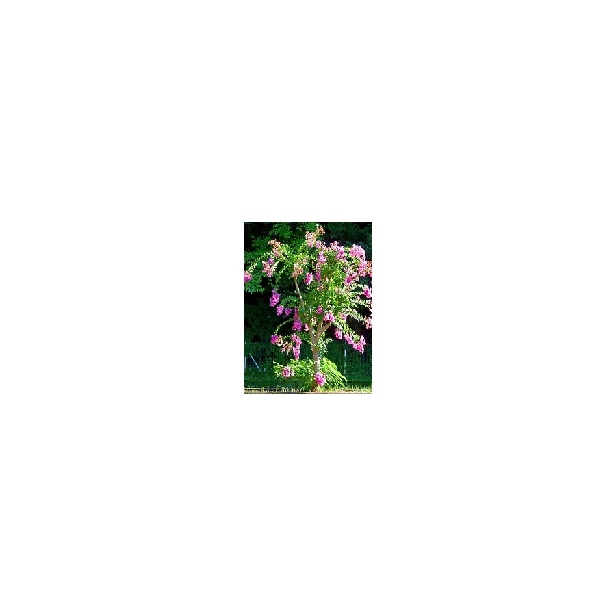 Bitkim Sende Videolu Pembe Oya Ağacı Fidanı 1 Adet Saksılı Dış Mekan Bitkisi (lagerstroemia Indica )
