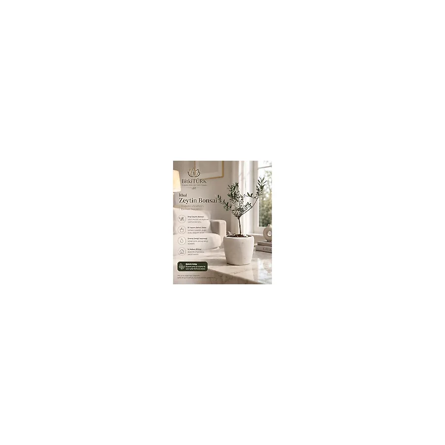 BitkiTÜRK İthal Zeytin Bonsai Beton Saksıda Dekoratif Salon Ofis Balkon Bitkisi Canlı Zeytin Ağacı