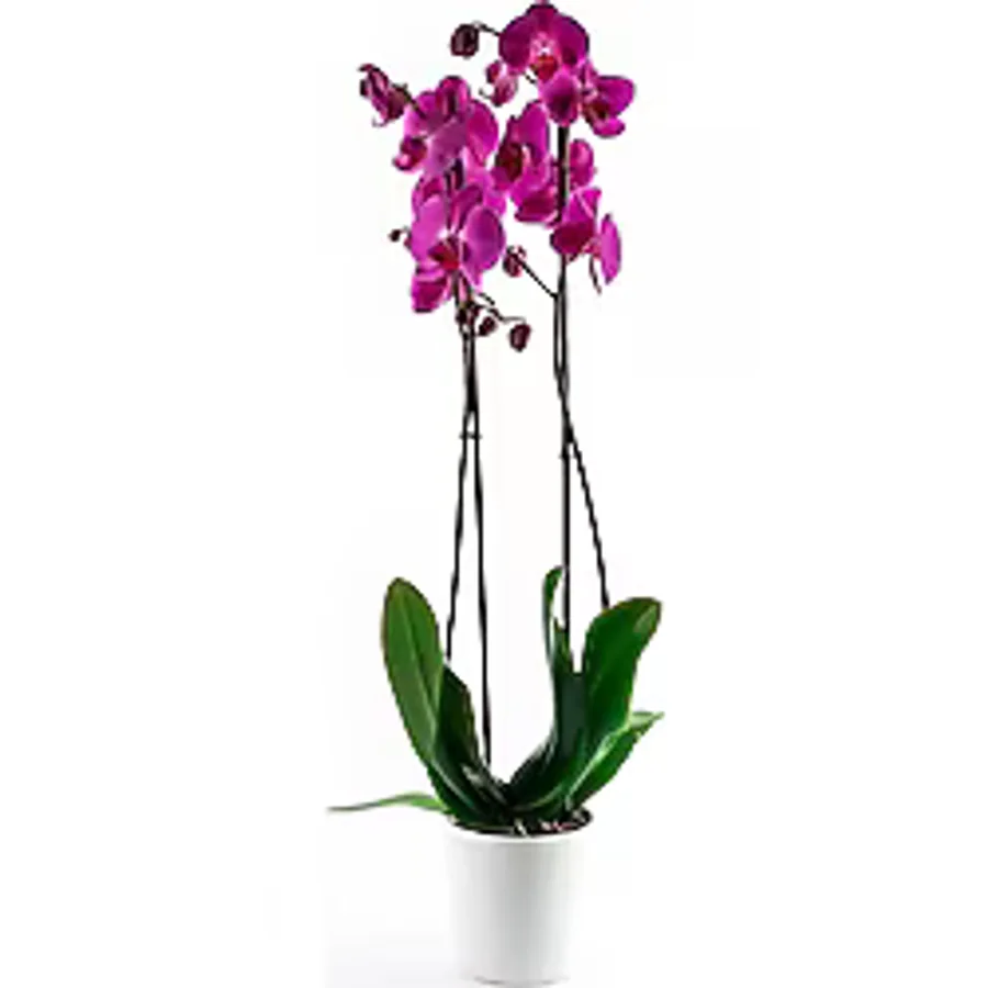 Bizim Bahçe Çiçekçilik Yosun Çiçekçilikten Mor Orkide Çiçeği 70-80 Cm 2 Dallı Canlı Çiçek