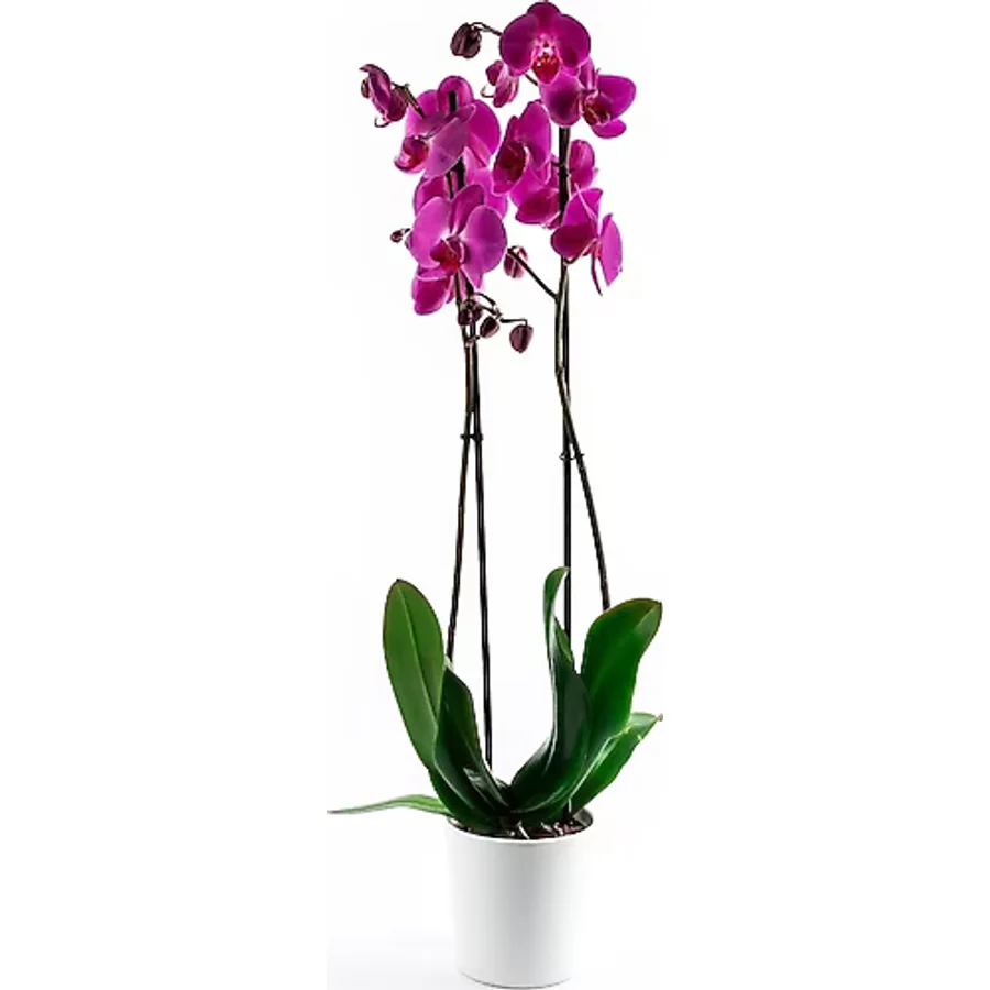 Bizim Bahçe Çiçekçilik Yosun Çiçekçilikten Mor Orkide Çiçeği 70-80 Cm 2 Dallı Canlı Çiçek