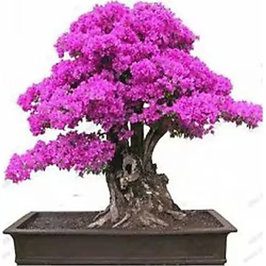 Bodur Bonsai Erguvan Ağacı Tohumu 5 Tohum +Saksı+Toprak+Hediye To