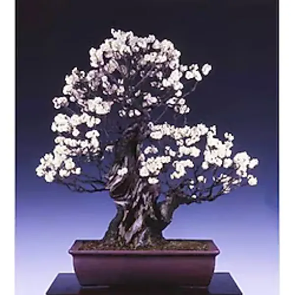 Bodur Bonsai Erik Ağacı Tohumu 2 Tohum +Saksı+Toprak+Hediye Tohum