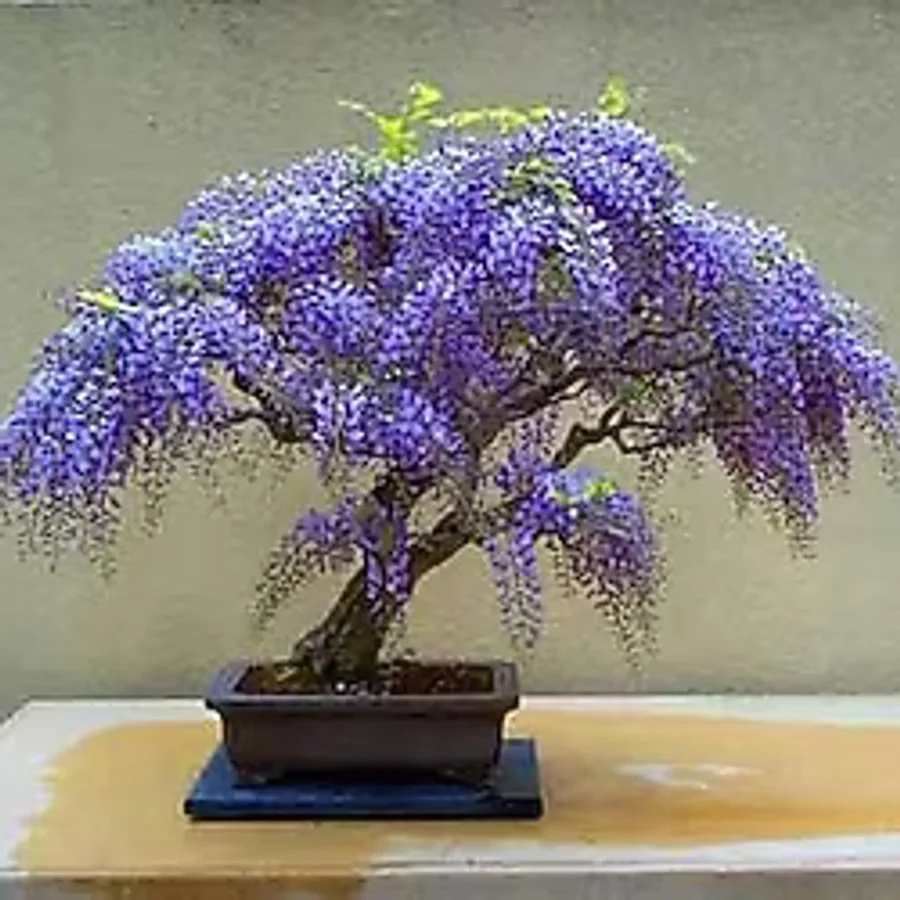 Bodur Bonsai Jakaranda Ağacı Tohumu 5 Tohum + Toprak+Saksı+Hediye