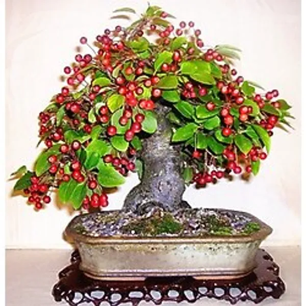 Bodur Bonsai Kiraz Ağacı Tohumu Tohumu 5 Tohum +Saksı+Toprak+Hedi