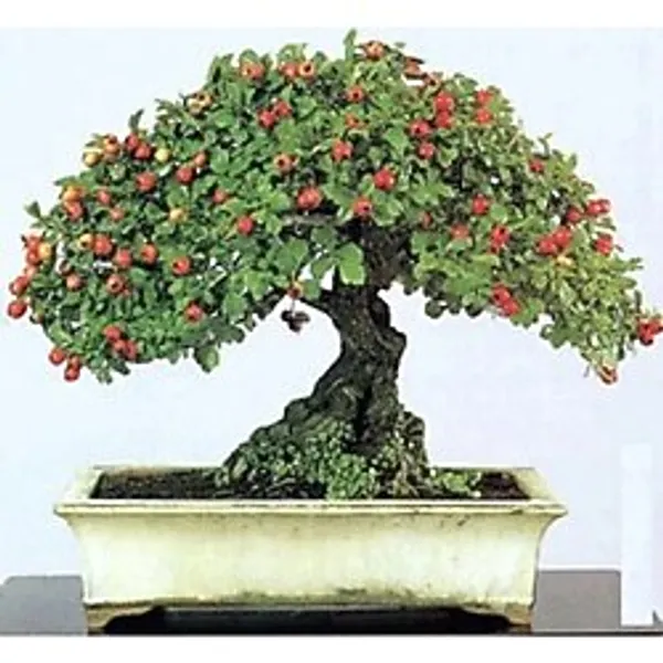 Bodur Bonsai Kırmızı Alıç Ağacı Tohumu 10 Tohum +Saksı+Toprak+Hed