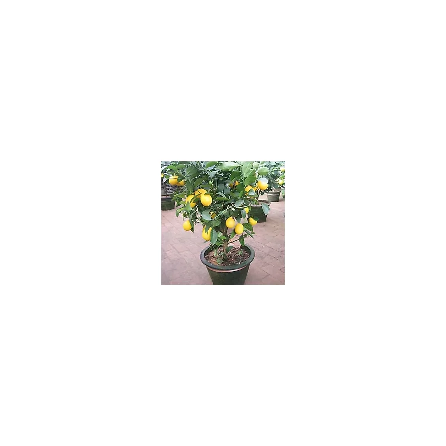 Bodur Bonsai Limon Ağacı Tohumu 5 Tohum + + Tohum