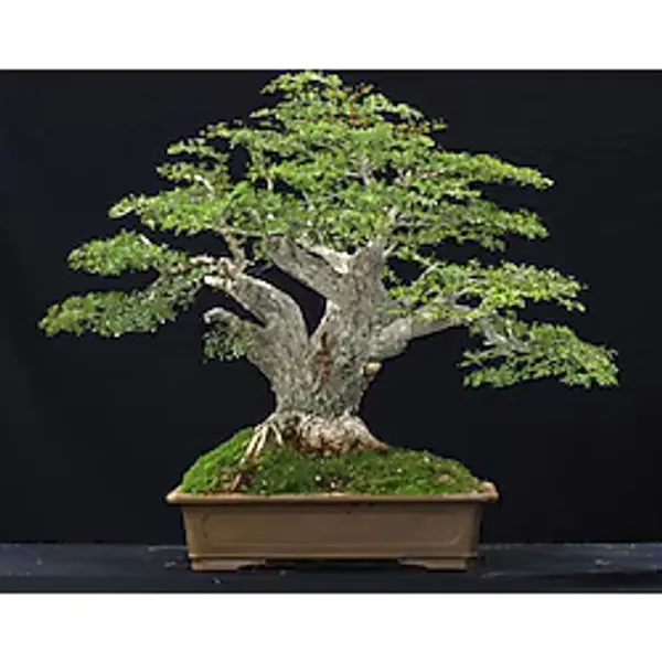 Bodur Bonsai Meşe Ağacı Tohumu 3 Tohum + Saksı+Toprak+Hediye Tohu