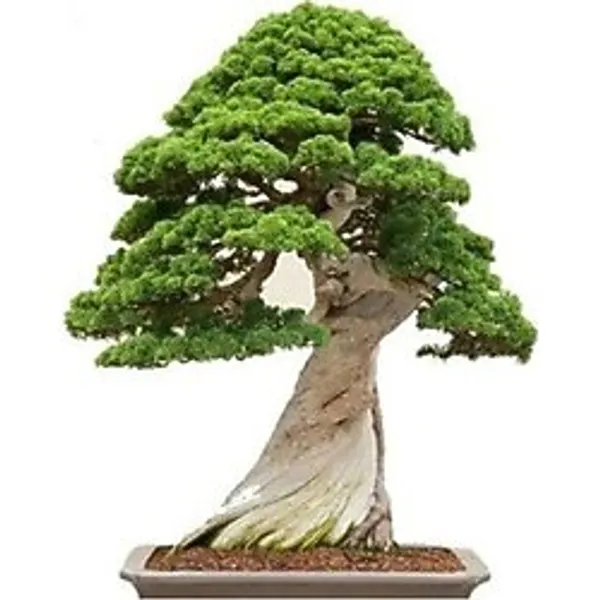 Bodur Bonsai Okaliptüs Ağacı Tohumu 5 Tohum +Hediye Tohum