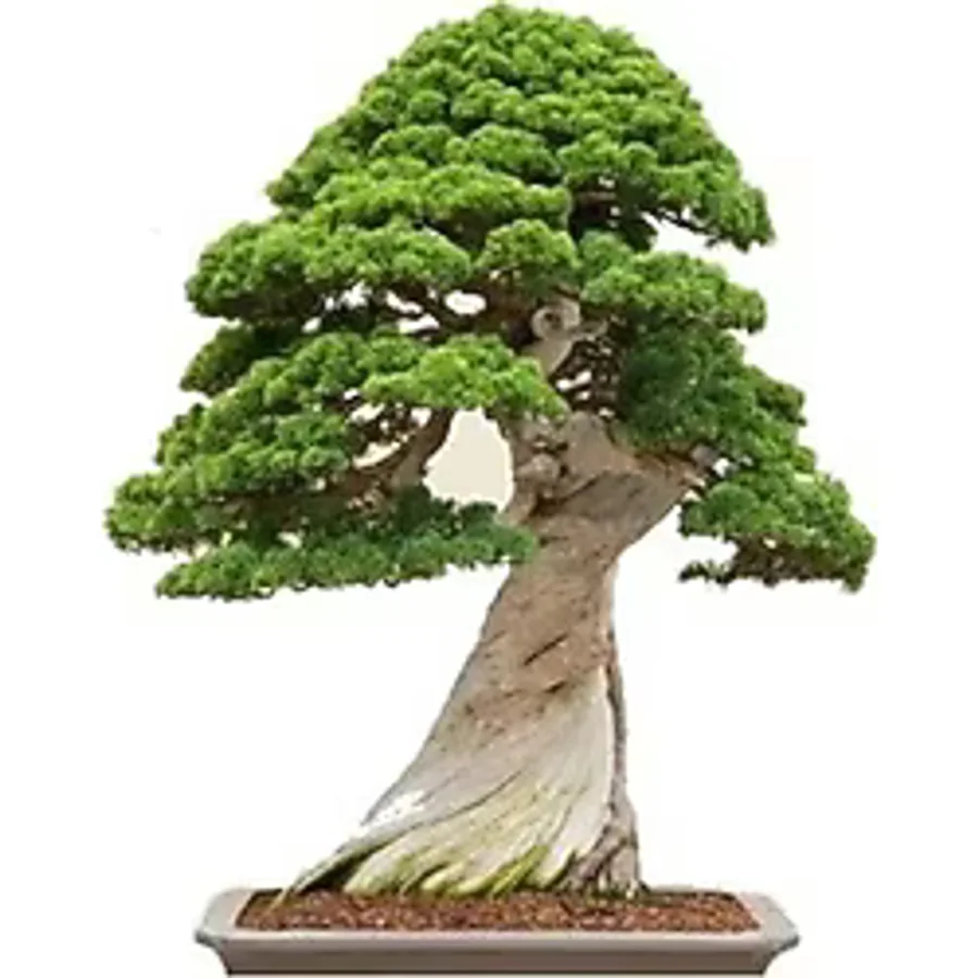 Bodur Bonsai Okaliptüs Ağacı Tohumu 5 Tohum+Saksı+Toprak+Hediye T