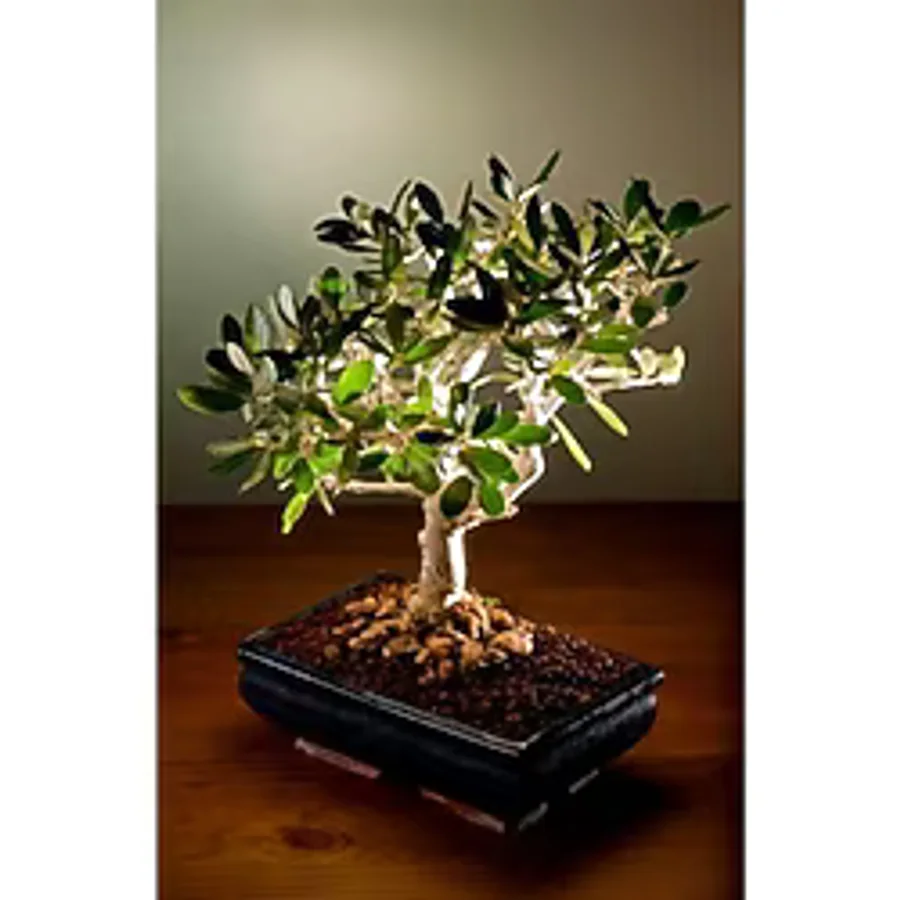 Bodur Bonsai Zeytin Ağacı Tohumu 3 Tohum + Toprak + Saksı+Hediye