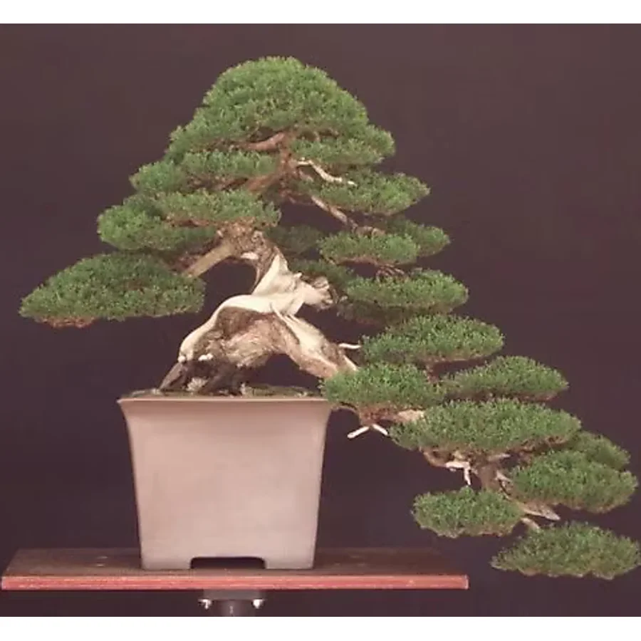 Bodur Lübnan Sediri Bonzai Ağacı Tohumu 5 Adet Bonsai Ağacı Tohumu