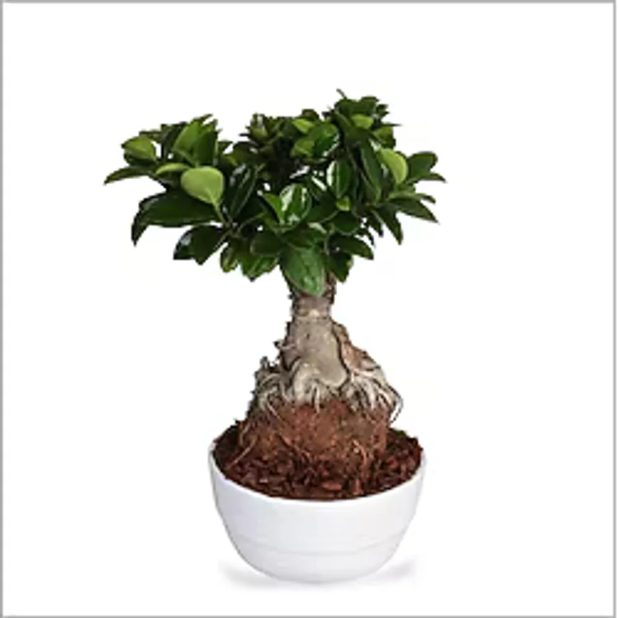 Bonsai Ağacı - Ficus Ginseng (Büyük 35-55 Cm)