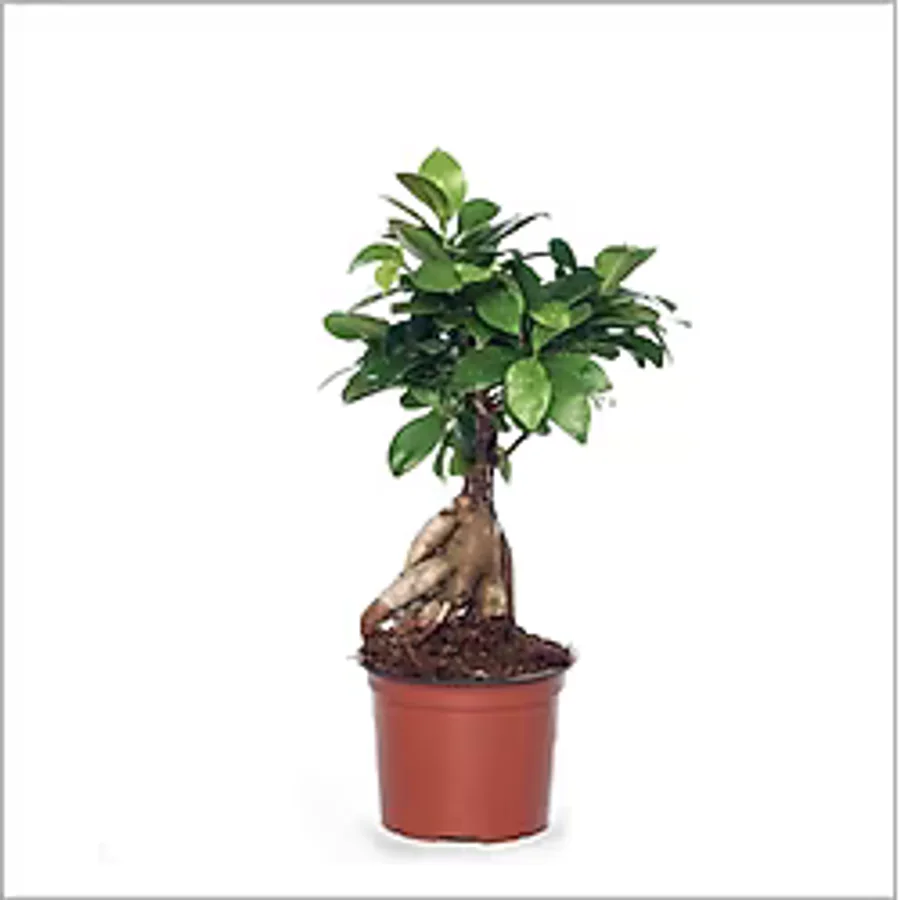 Bonsai Ağacı - Ficus Ginseng (Küçük 15-35 Cm)