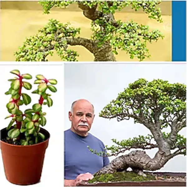 Bonsai Ağacı Fidesi Afra Yeşim 5.5 828O2oroor