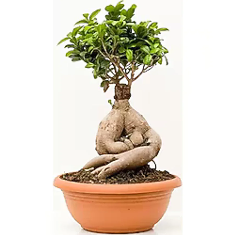 Bonsai Benjamin- Ficus Ginseng Bonsai