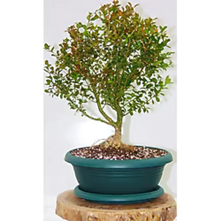 BONSAİ BUXUS - 7 YAŞINDA HEDİYELİK BONSAİ