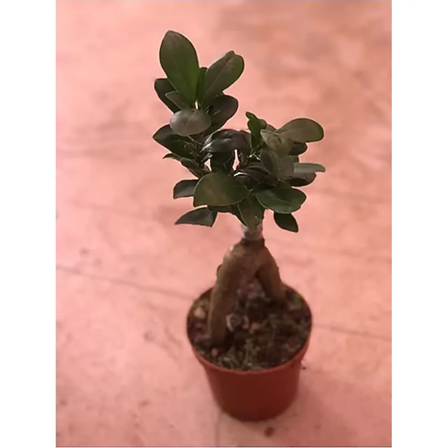 BONSAİ FİCUS GİNSENG