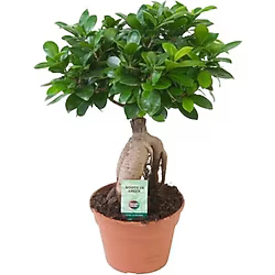 Bonsai Ficus 'Ginseng' M