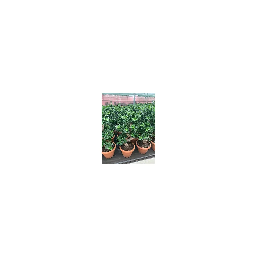 Bonsai Ficus Ginseng S Gövde 110-120 Cm Bonsai S Gövde