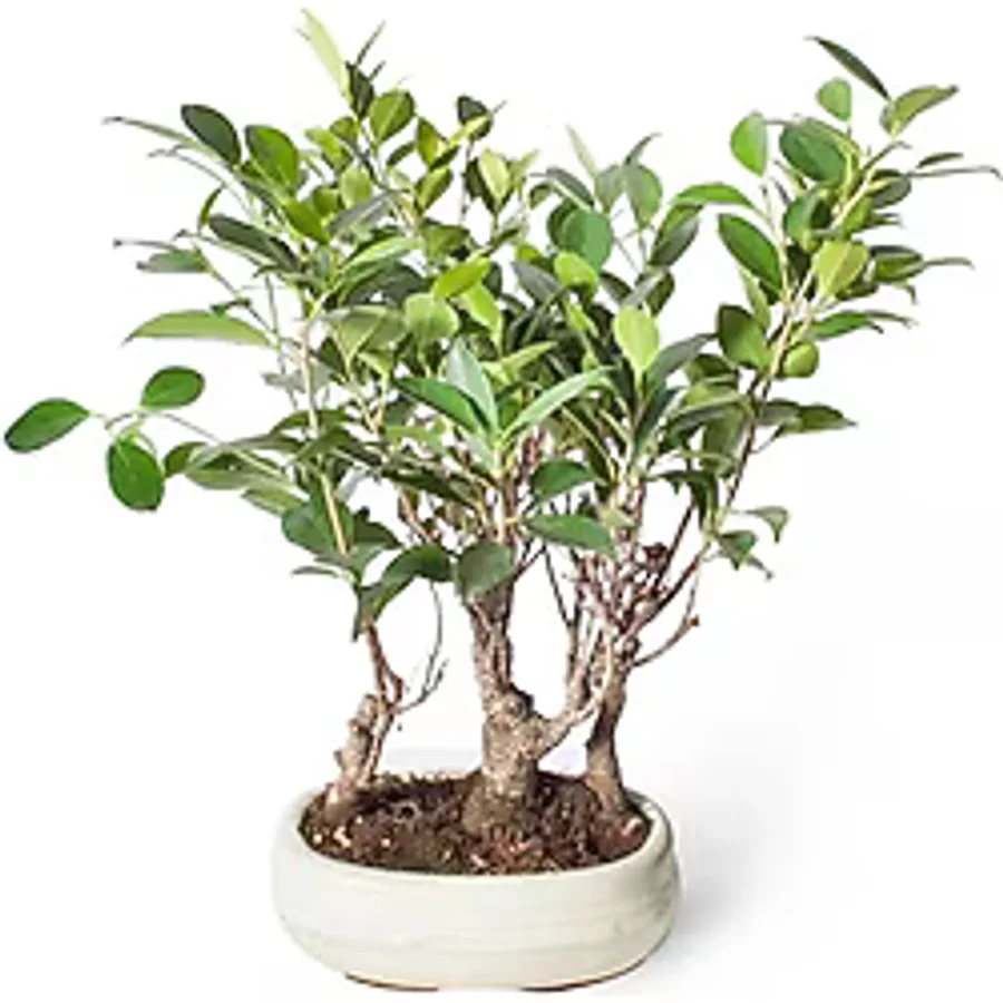 Bonsai Ficus Krem Oval Saksılı 21Cm Ø