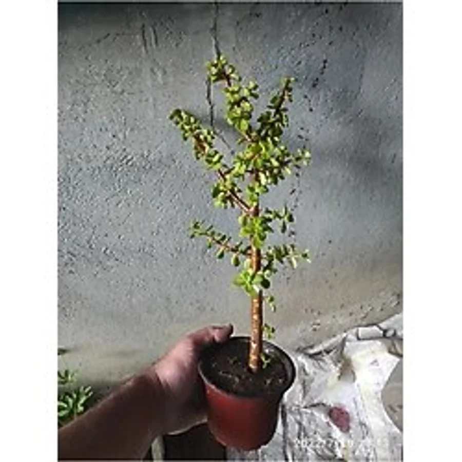Bonsai Minik Ağaç Bonzai Gövde Carmona 25 Cm Masa Üstü Bitki Ev Bitkisi Salon