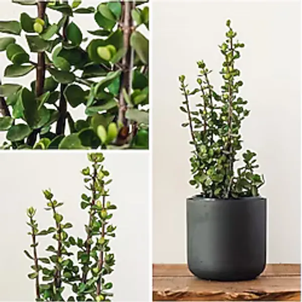 Bonsai Para Ağacı Dekoratif Saksıda Hediyelik