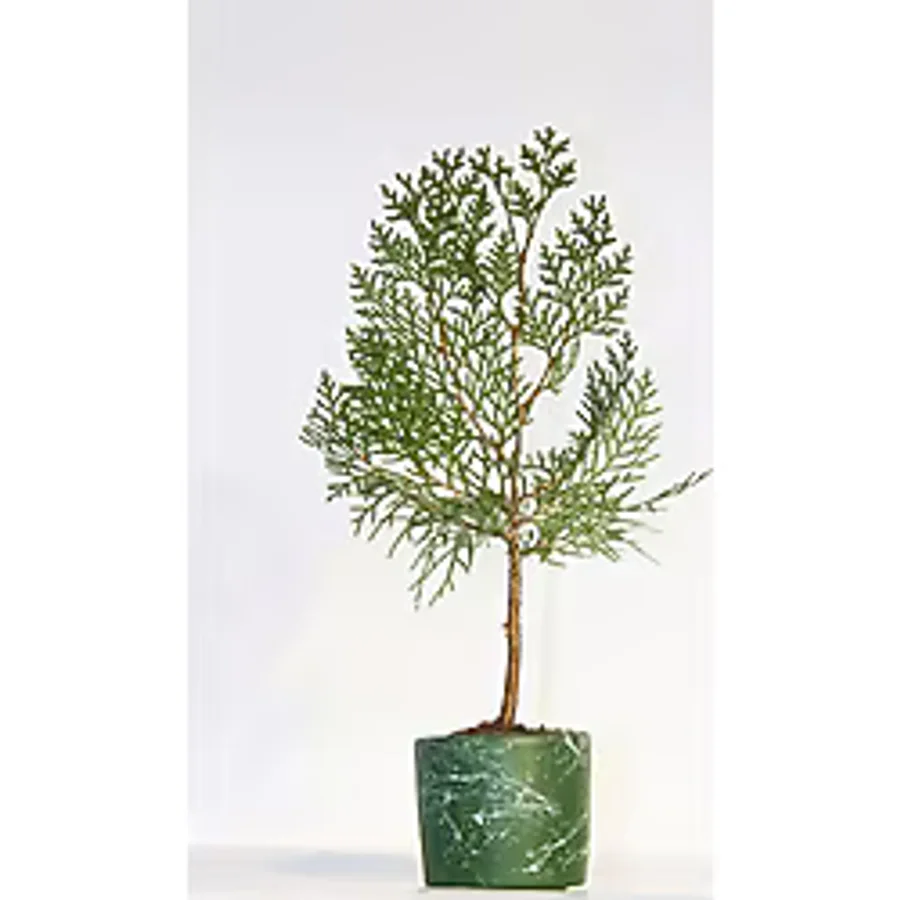 BONSAİ THUJA ORİENTALİS 3 ADET - HEDİYELİK BONSAİ (Yeşil Saksı)