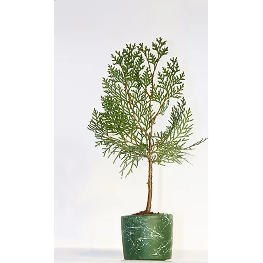 BONSAİ THUJA ORİENTALİS - HEDİYELİK BONSAİ (Yeşil Saksı)