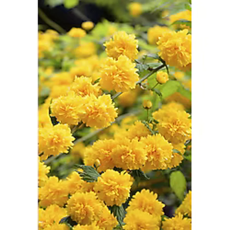 bozdagfidan Kanarya Gülü Çiçeği Fidanı Saksılı (kerria Japonica)