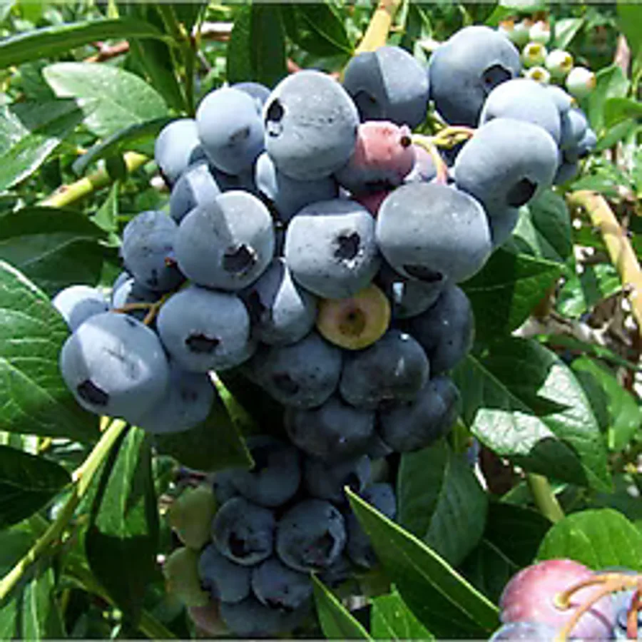 BURSATARIM Bonus Yaban Mersini Fidanı ( Likapa - Mavi Yemiş ) Blueberry