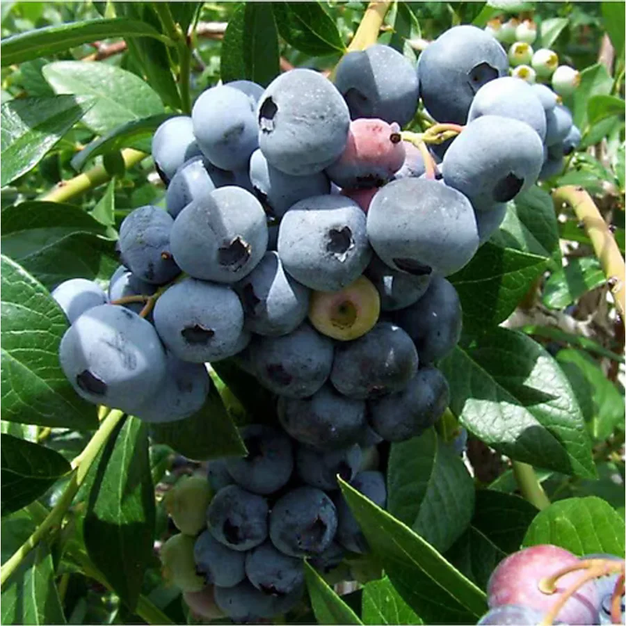 BURSATARIM Bonus Yaban Mersini Fidanı ( Likapa - Mavi Yemiş ) Blueberry