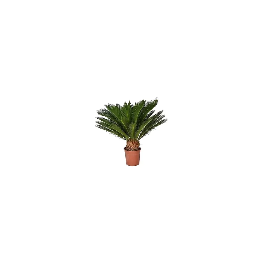 Çam Tohumculuk Nadir Ithal Cycas Tohumu 3 Adet Tohum Sikas Revoluta