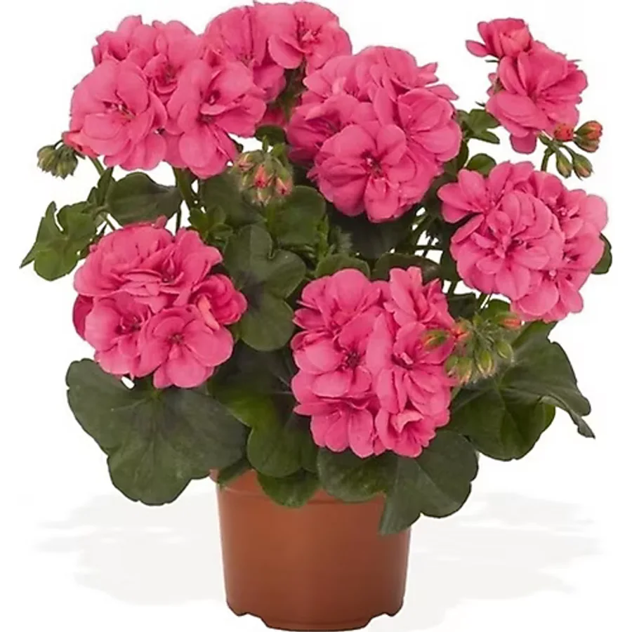Canlı Saksılı Sardunya Çiçeği Fidanı Pembe 10-20 Cm