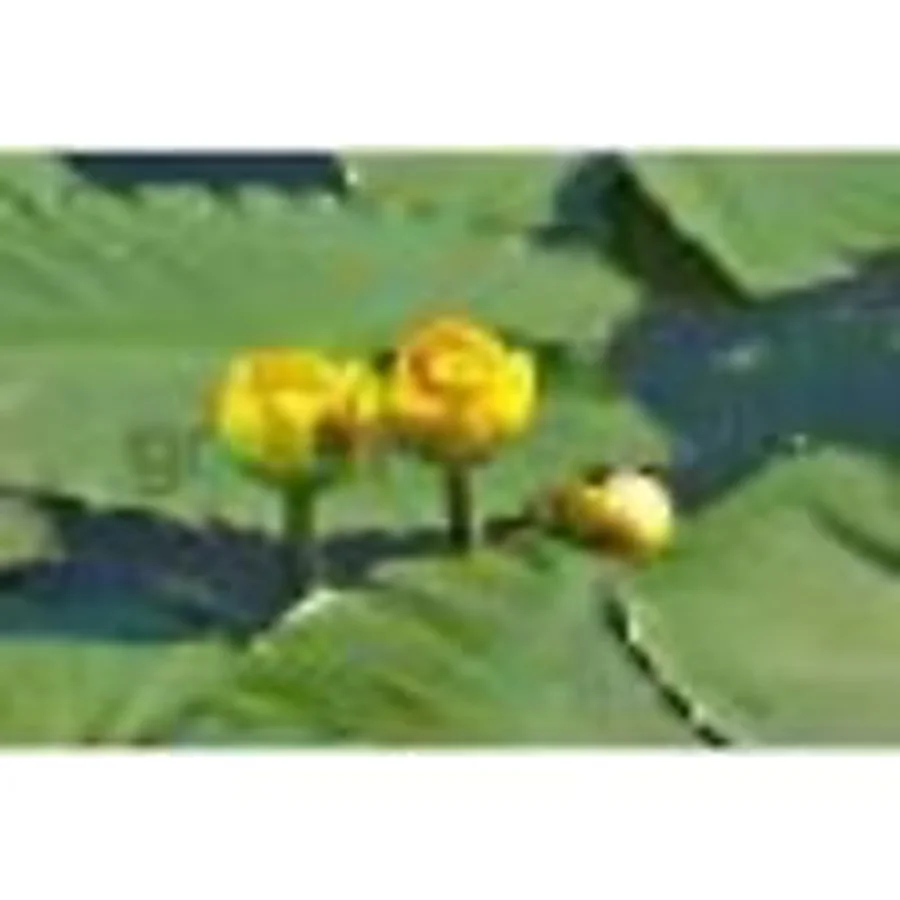 Canlipetshop Nilüfer Nuphar Japonica Su Üstü Bitkisi Soğan Halinde 2 Adet