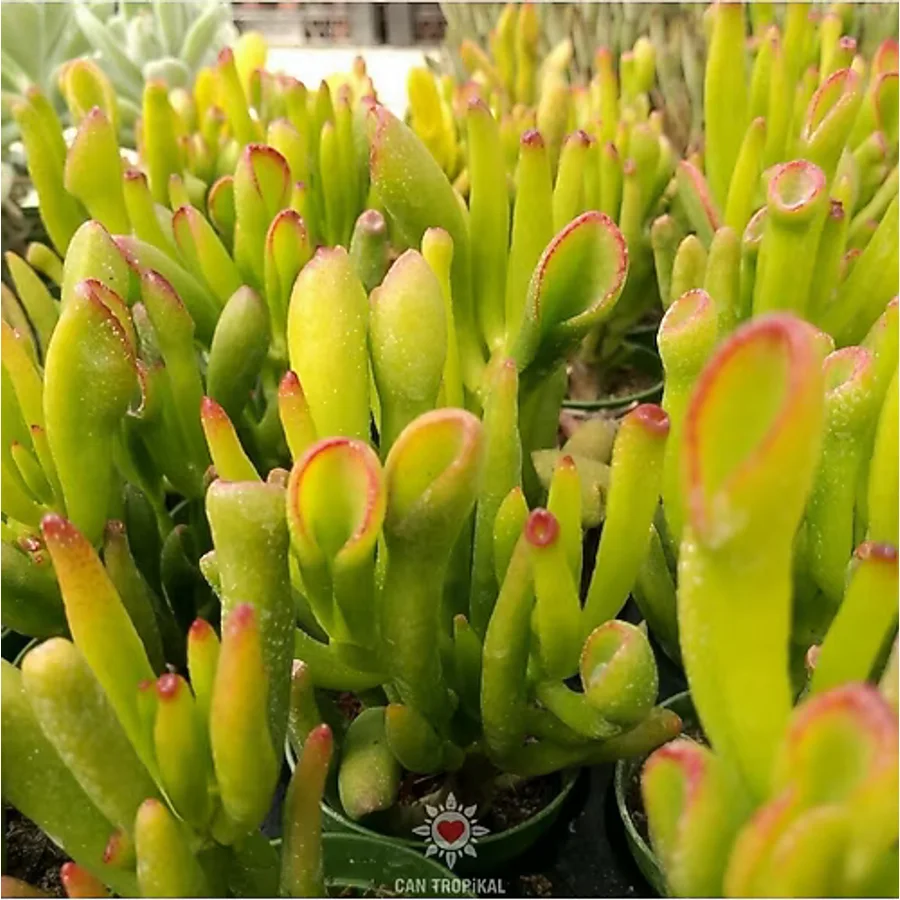 cantropikal Crassula Ovata Gollum - Shrek Kulağı, Şirek Kulağı Sukulent