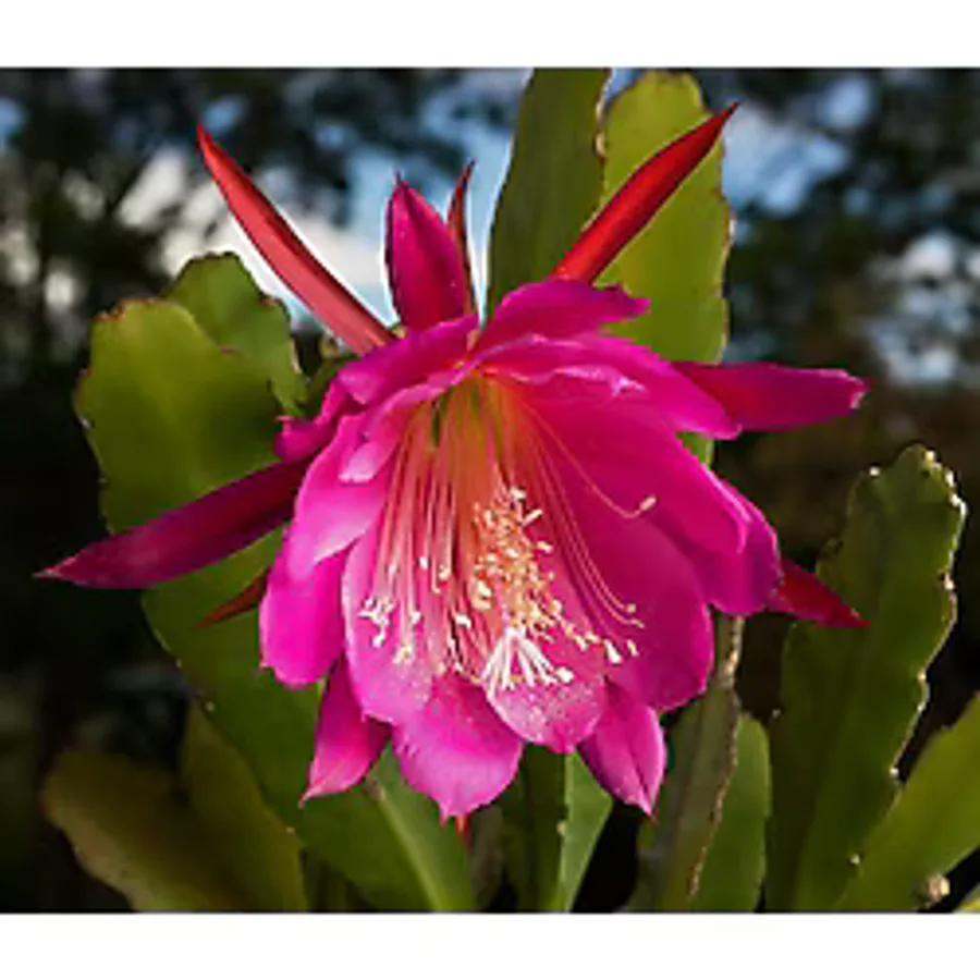 cantropikal Epiphyllum Ackermanii - Atlas Çiçeği - Kırmızı Çiçek Açan Kaktüs 2 Adet