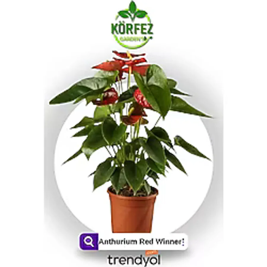 Cemre Garden Anthurium Red - Flamingo Çiçeği Antoryum - Ev Ofis Salon Iç Mekan Bitkisi - 60 Cm