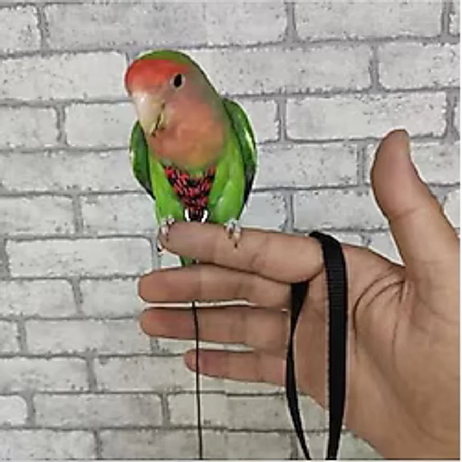 Cennet Papaganı Tasması Kırmızı Siyah + Süpriz Hediye