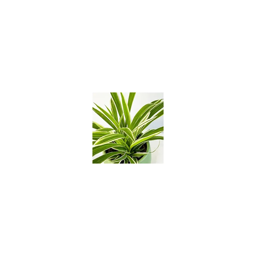 Chlorophytum Comosum Kurdele Çiçeği 10-30 Cm Saksıda