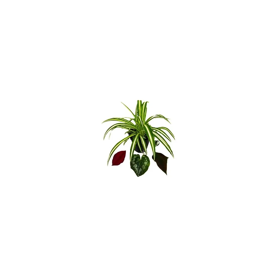 Chlorophytum Comosum Kurdele Çiçeği 25-35 CM