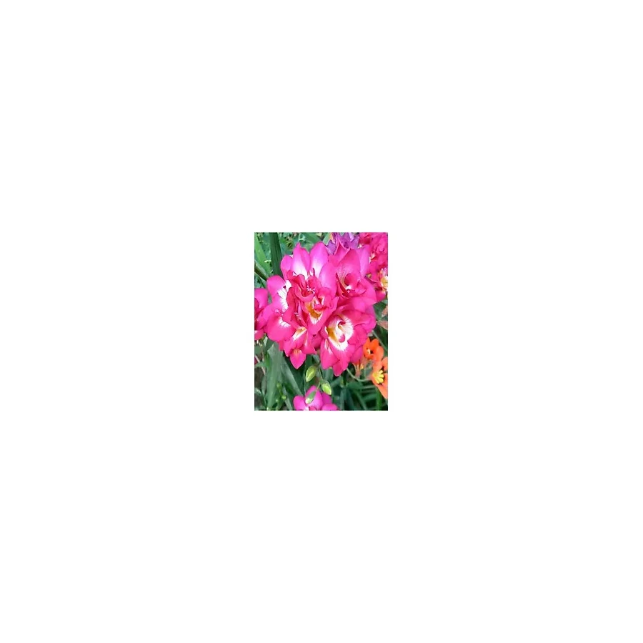 Çiçek 20 Adet Pembe Frezya ( Freesia Bulbs ) Çiçeği Soğanı Katmerli Mis Kokulu