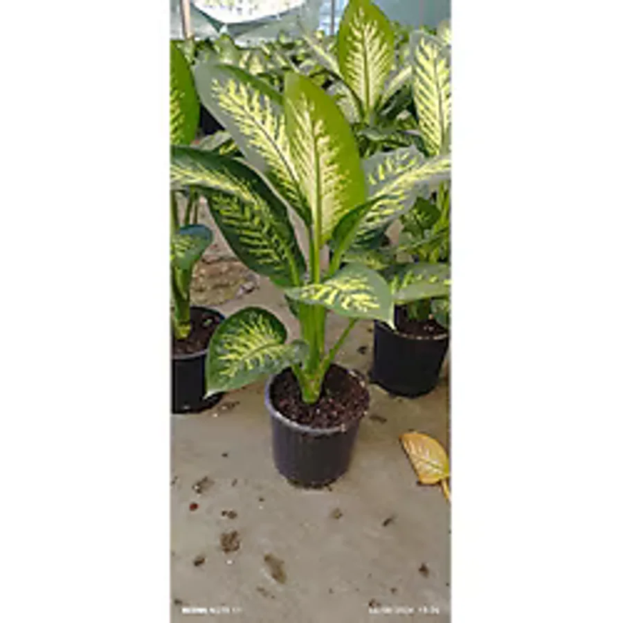 ÇİÇEK EVRENİ Difenbahya Bitkisi (DİEFFENBACHİA TROPİC SNOW) Ağlayan Çiçek 60-80cm, Çiçek Evreni, Salon Bitkisi