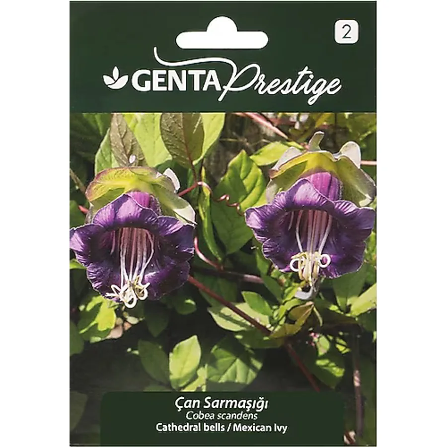 Çiçek Tohumu Çan Sarmaşığı Genta Prestige