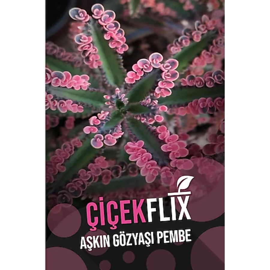ÇİÇEKFLİX Aşkın Gözyaşı Pembe 1.kalite Özel Seri Nadir Tür