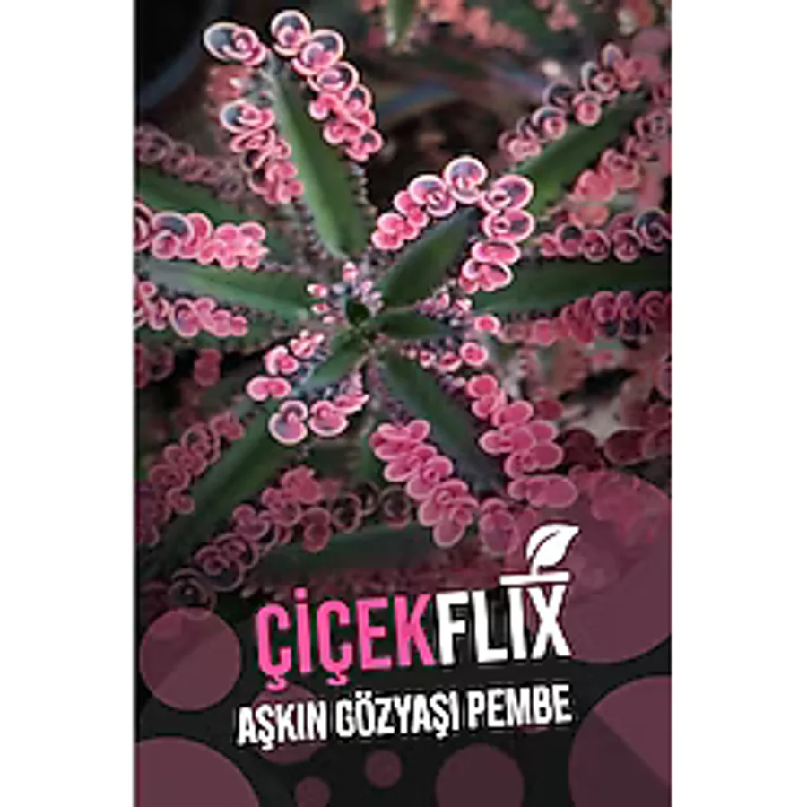 ÇİÇEKFLİX Aşkın Gözyaşı Pembe 1.kalite Özel Seri Nadir Tür
