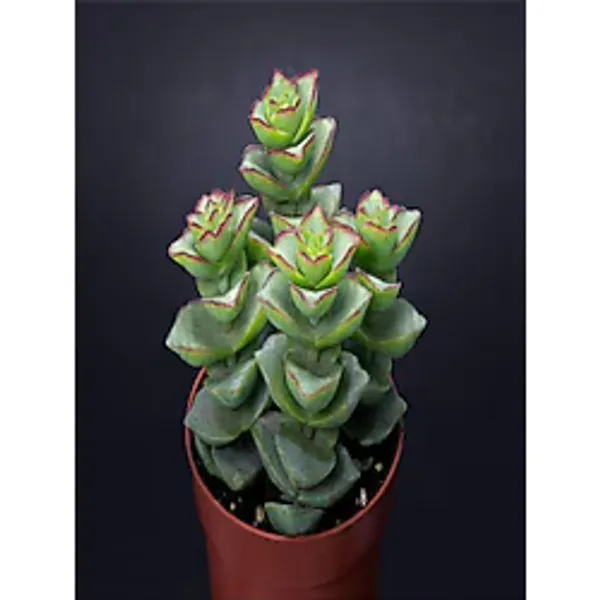 Crassula Perforata 5.5mini Sukulent Saksısında Dolgun Formlu Teraryum ve Sukulent - Standart - Çok Renkli